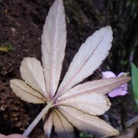 Impatiens thwaitesii Hook.f. ex Grey-Wilson